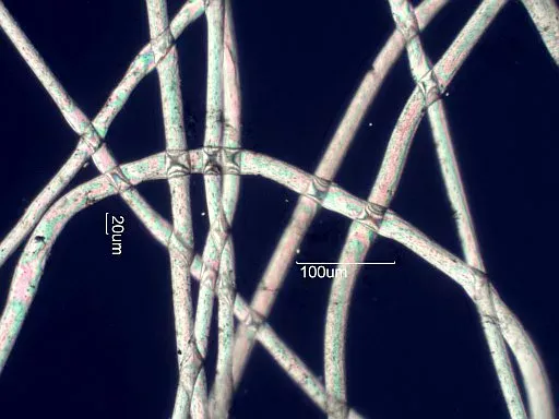 Nylon fibers under the microscope. The chemical and physical characteristics of nylon make it a particularly suitable material for string construction of classical guitars.